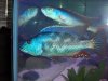 Nimbochromis fuscotaeniatus [1].JPG