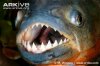 Red-bellied-piranha-close-up-of-head-showing-mouth-and-teeth.jpg