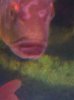 ImageUploadedByMonsterAquariaNetwork1334429310.325678.jpg