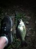 ImageUploadedByMonsterAquariaNetwork1334540986.399112.jpg