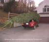 tree07.jpg tree07.jpg