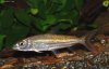 Hydrocynusvittatus.jpg Hydrocynusvittatus.jpg