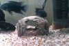 2nd Pair rehomed.jpg