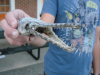 Gar Head.png