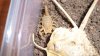 Bark Scorpion 001.JPG Bark Scorpion 001.JPG