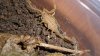 Bark Scorpion 002.JPG Bark Scorpion 002.JPG