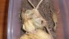 Bark Scorpion 003.JPG