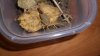 Bark Scorpion 004.JPG Bark Scorpion 004.JPG