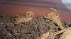 Bark Scorpion 005.JPG Bark Scorpion 005.JPG