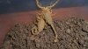 Bark Scorpion 006.JPG Bark Scorpion 006.JPG