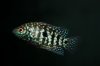 IMG_4072rainbows2Cichlids1.JPG