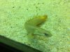 bichir5.JPG