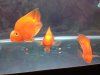 fish 027.JPG