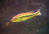 Picture 9.png
