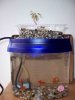 aquaponics_4.jpg