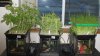 Aquaponics+007.jpg