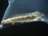 new fish 022.JPG