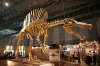 300px-Spinosaurus_skeleton.jpg 300px-Spinosaurus_skeleton.jpg