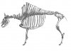 haybison.jpg haybison.jpg