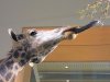 giraffe_tongu.jpg
