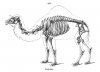 camelskeleton.jpg