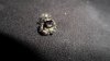 Arachnid & Others! 008.JPG