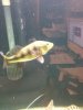 ImageUploadedByMonsterAquariaNetwork1335839646.851198.jpg ImageUploadedByMonsterAquariaNetwork1335839646.851198.jpg