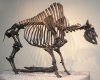 748px-Bison_antiquus_p1350717.jpg