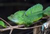 Plumed+Basilisk1.jpg