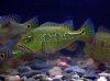 cichla2.jpg