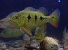 cichla8.jpg