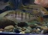 cichla17.jpg