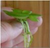 frogbit02.jpg