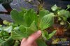 Water_Lettuce.jpg