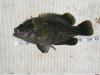 05-05-12 Redeye Rock Bass.JPG
