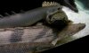 Pile O Polypterus.JPG Pile O Polypterus.JPG