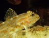 Fusigobius-maximus-1.jpg Fusigobius-maximus-1.jpg