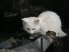 kitty0002.JPG