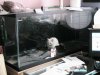 kitty0003.JPG