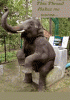 elephanttoilet.gif