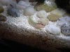 Mystery Goby 3.JPG