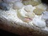 Mystery Goby 4.JPG