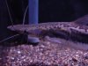 limashovelnose9.jpg