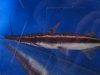 limashovelnose3.jpg
