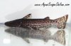 ageneiosusbrevifilis.jpg
