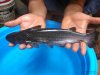 ageneiosusmarmoratus3.jpg