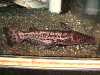 ageneiosusmarmoratus5.gif