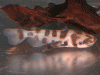 ageneiosusmarmoratus10.gif