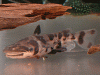 ageneiosusmarmoratus11.gif
