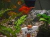 goldfish.jpg goldfish.jpg